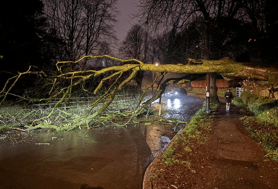 Tavistock road blocked by fallen tree for a few hours last night
